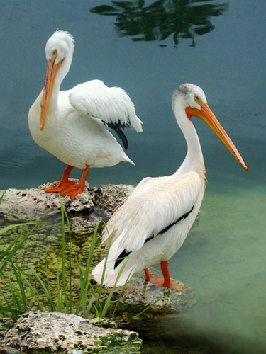 White Pelicans Fine Art Print